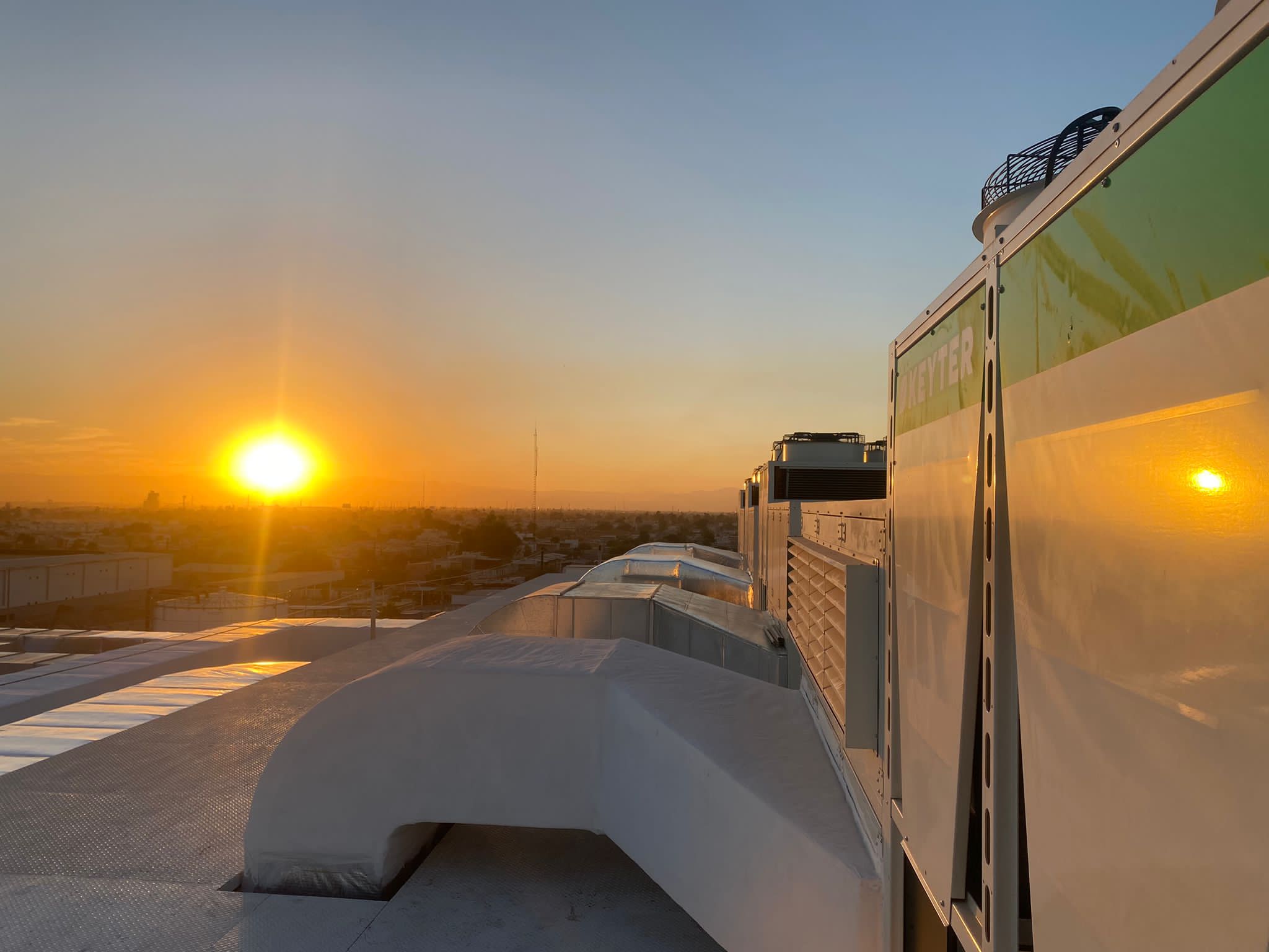 Persea KCRA5230 Persea KCRA5230